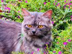 Persian Cat
