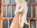 Persian cat