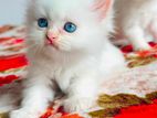 Persian Cat