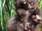 Persian Cat