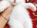 Persian Cat
