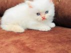 Persian cat