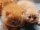 Persian Cat