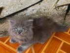 Persian cat