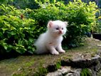 Persian Cat