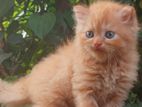 Persian Cat