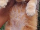 Persian Cat