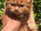 Persian Kitten