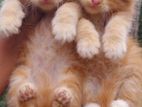 Persian Cat