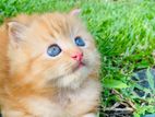 Persian Cat