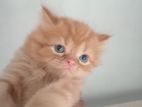 Persian Cat