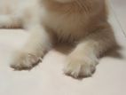 Persian Cat