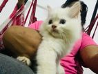 Persian Cat