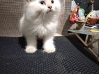 Persian Cat