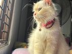 Persian Cat