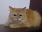 Persian cat
