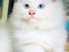 Persian Cat