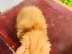 Persian Cat