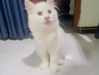 Persian Cat