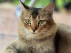 Persian Cat