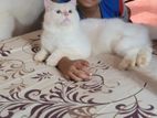 Persian Cat