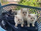 Persian Cat