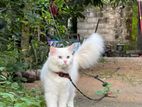 persian cat