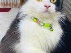 Persian cat