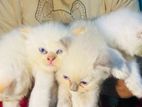 Persian Cat