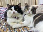 persian cat