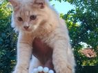 Persian Cat