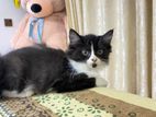 Persian Cat