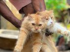 Persian Cat