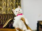 Persian Cat