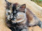 Persian Kittens