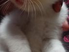 Persian cat
