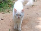 Persian Cat