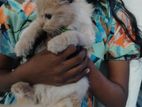 Persian Cat