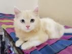 persian cat
