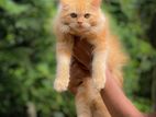 persian cat