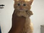 Persian Cat
