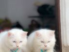 Persian cat
