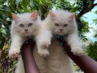 persian cat