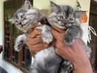 Persian Cat