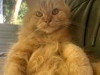 Persian Cat