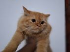 Persian cat