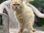 Persian Cat