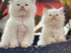 Persian Cat