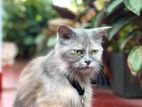 Persian Cat