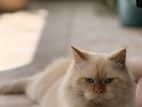 Persian Cat